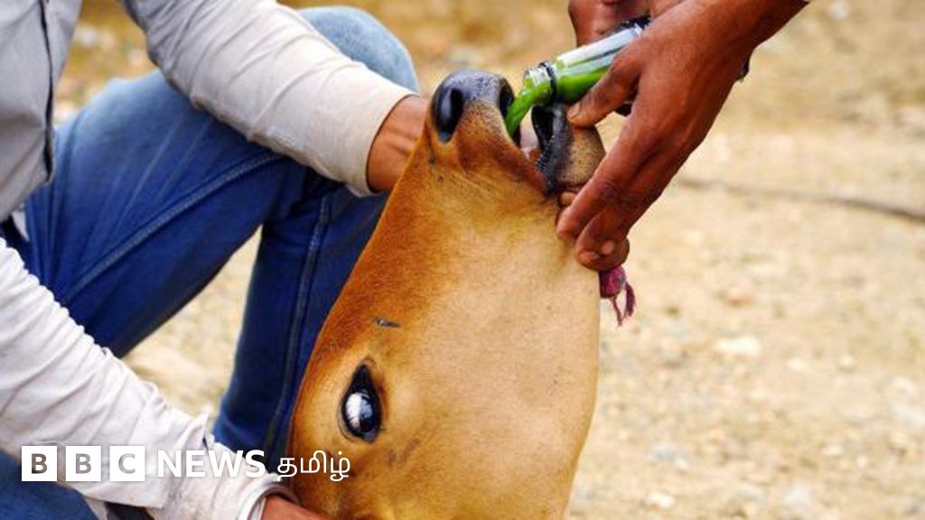 கோவையில் தோல் அம்மை தொற்றுநோயால் பாதிக்கப்படும் மாடுகள் - மனிதர்களுக்கும் பரவுமா?