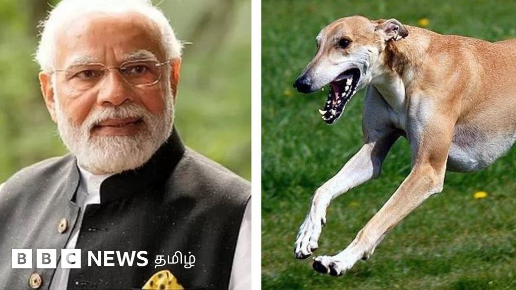 நரேந்திர மோதி பாதுகாப்பு படையில் இடம்பிடிக்கும் கர்நாடகத்தின் முதோல் வேட்டை நாய்