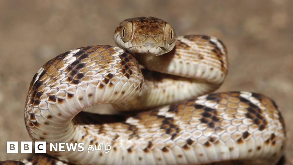 நச்சுப் பாம்புகளை எளிதில் அடையாளம் காண்பது எப்படி? உதவும் புதிய கையேடு