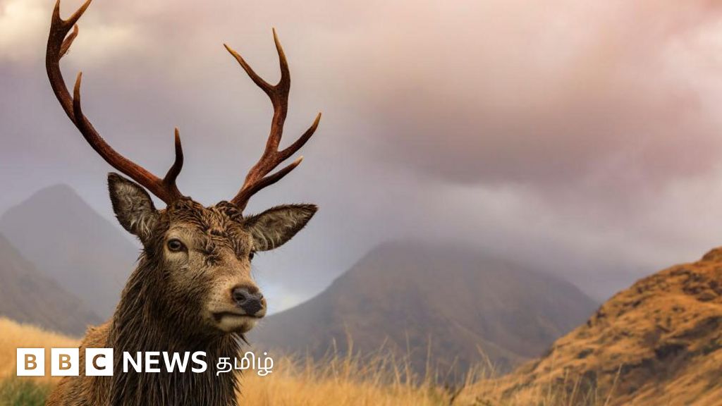 ஸ்காட்லாந்தில் 1,200 மான்களை கொல்ல வாக்கெடுப்பு நடத்தப்படுவது ஏன்?