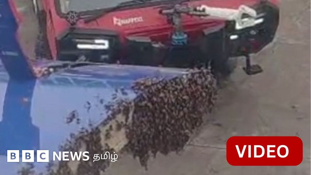 விமானத்தை பறக்கவிடாமல் தடுத்த தேனீக்கள் - பின்னர் நடந்தது என்ன?