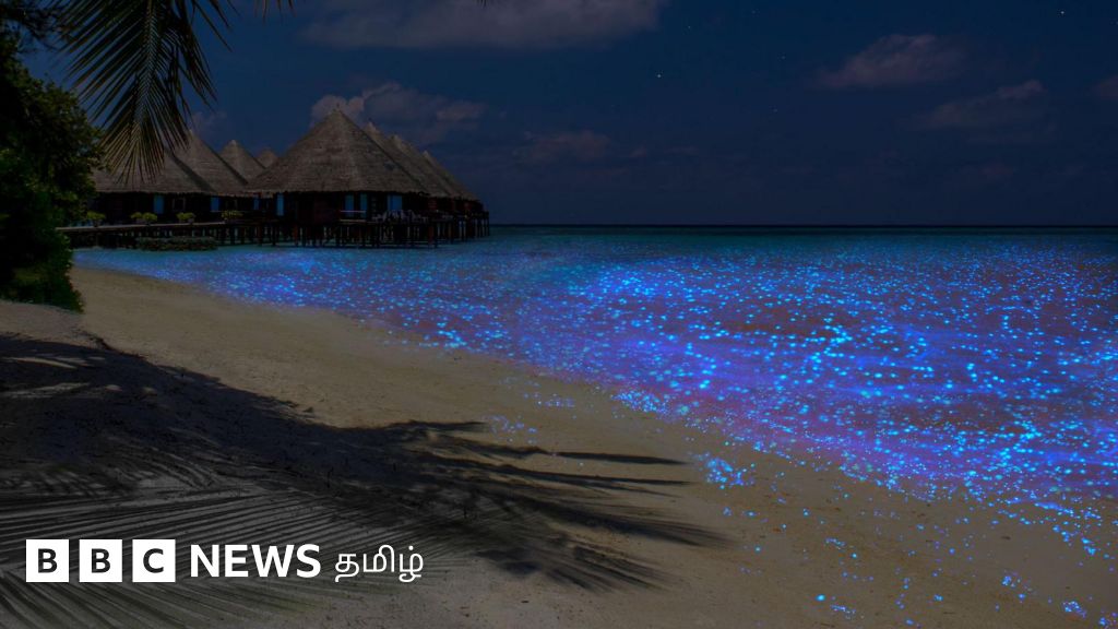 கடலில் விண்மீன்கள் மிதப்பது போன்ற இந்த அபூர்வ காட்சியை நீங்கள் எங்கே, எப்படி பார்க்கலாம்? 