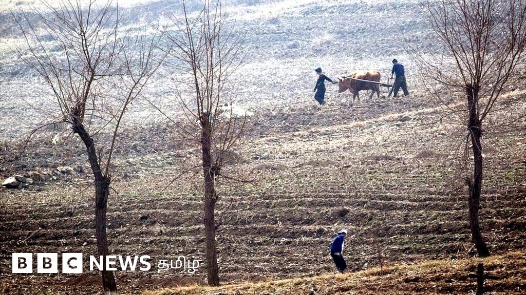 வடகொரியாவில் கடும் உணவுப் பிரச்சனை நிலவுவது ஏன்? பருவநிலை மாற்றம் எப்படி பாதிக்கிறது?