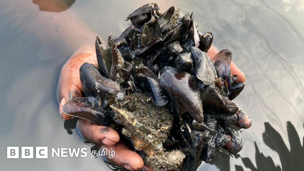 எண்ணூர் - பழவேற்காடு: தென் அமெரிக்க சிப்பிகள் ஆக்கிரமிப்பால் சிங்க இறால், நெத்திலி மீனுக்கு ஆபத்து