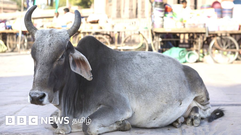 குஜராத்தில் அரசு கட்டடங்களை ஆக்கிரமிக்கும் பசுக்கள் - என்ன நடந்தது?