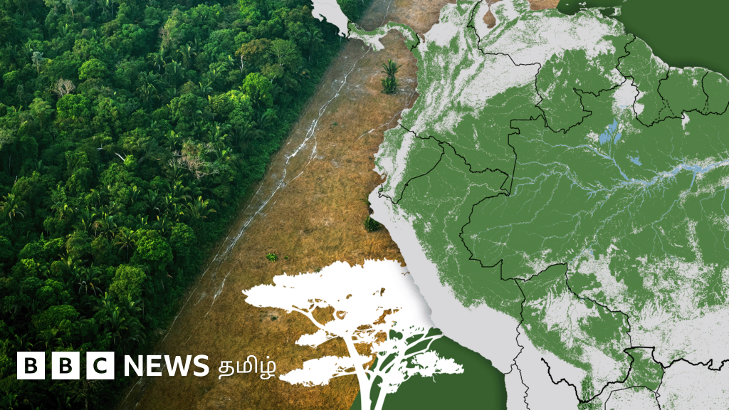 அமேசான் மழைக்காடுகள் அழிவது பற்றி உலகமே கவலைப்பட வேண்டியது ஏன்?