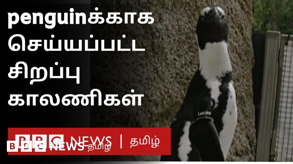 பென்குயின் நடக்க முடியாமல் தவித்தபோது வல்லுநர்கள் கண்டறிந்த தீர்வு