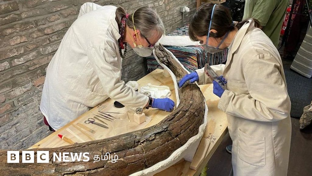 மமூத் யானைகள்: 2 லட்சம் ஆண்டுகளுக்கு முன் புதைக்கப்பட்ட 5 யானைகளின் எச்சங்கள் உடல் கண்டுபிடிப்பு