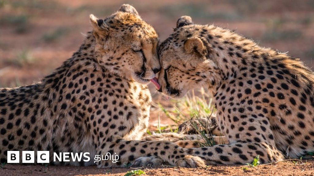 சிவிங்கிப் புலிகள்: இந்தியக் காடுகளுக்கு ஆப்பிரிக்காவில் இருந்து பாய்ந்து வரப்போகின்றனவா?