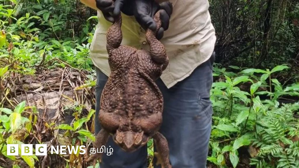ஆஸ்திரேலிய காட்டில் மனிதக் குழந்தையின் எடை கொண்ட ராட்சத தேரை