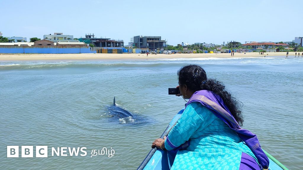 சென்னை: கரைக்கு அருகே கூட்டமாக உலா வரும் திமிங்கலச் சுறாக்கள் – என்ன காரணம்?