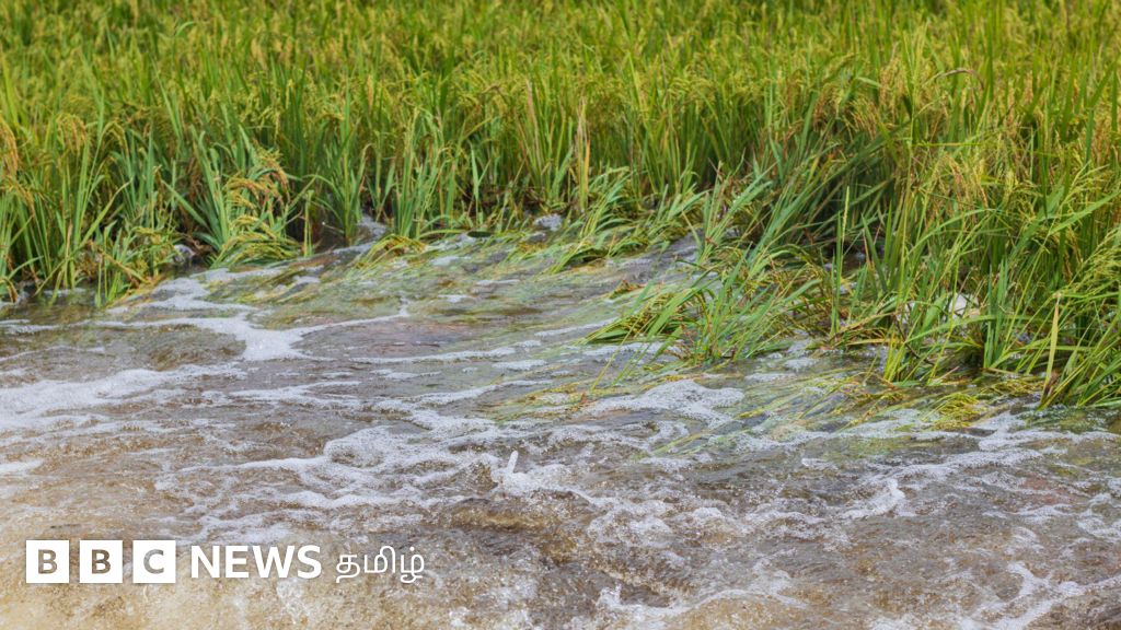 மழைநீரில் ஒரு வாரம் மூழ்கிய நெற்பயிரை காப்பது எப்படி? வேர் அழுகலை எவ்வாறு தடுப்பது? 