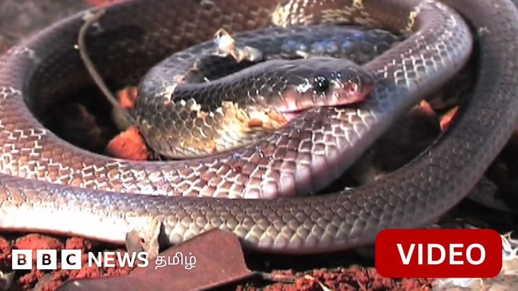 காணொளி: கட்டு வரியன் பாம்பு கடித்ததை எளிதில் கண்டுபிடிக்க முடியாதது ஏன்?