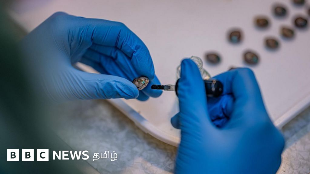 தொலைதூர தீவில் விடப்பட்ட 1,329 சிறிய ரக நத்தைகள் - ஏன்? 