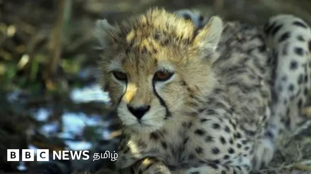 இந்தியாவிற்கு வந்த ஆப்ரிக்க சிவிங்கிப்புலிகளின் 'மர்ம' மரணத்திற்கு என்ன காரணம்?