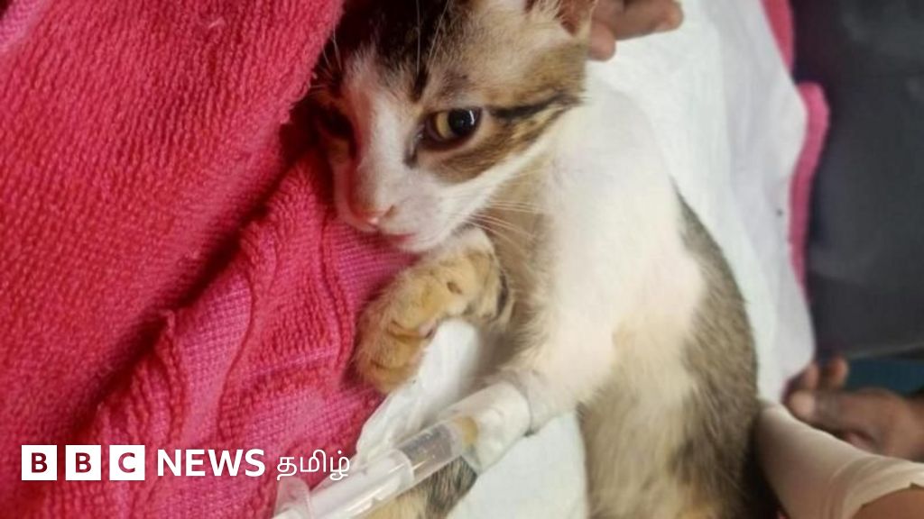 கொடூர பாலியல் வல்லுறவால் பலியான பூனை - விலங்குகள் மீதான பாலியல் குற்றங்களுக்கு தனிச்சட்டம் கோரும் ஆர்வலர்கள்