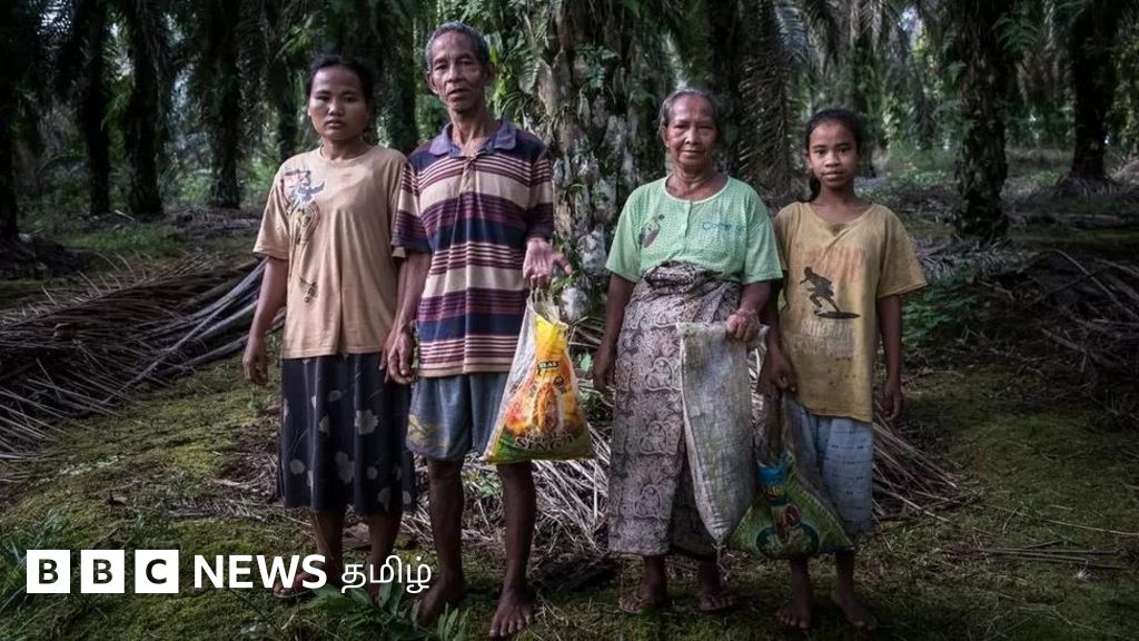 பழங்குடியினரை ஏமாற்றும் பாமாயில் நிறுவனங்கள் - பிபிசி புலனாய்வில் அதிர்ச்சி தகவல்