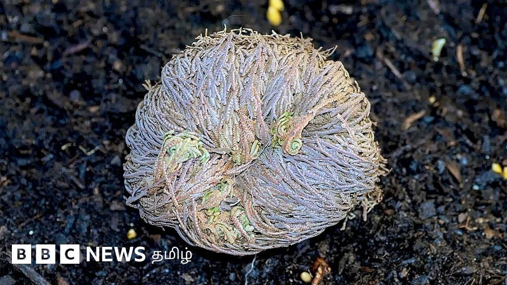 பல மாதங்கள் காய்ந்து கிடக்கும் 'ஜாம்பி' தாவரம் சில மணி நேரத்தில் உயிர்த்தெழுவது எப்படி?