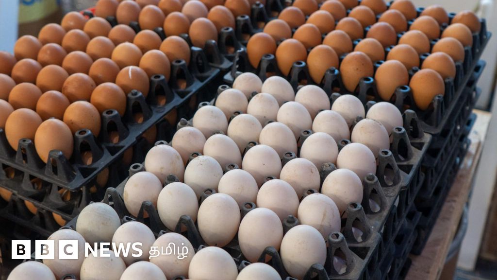 முட்டைகளில் தடை செய்யப்பட்ட ஆன்டிபயாடிக்? தமிழ்நாட்டில் என்ன நிலவரம்?