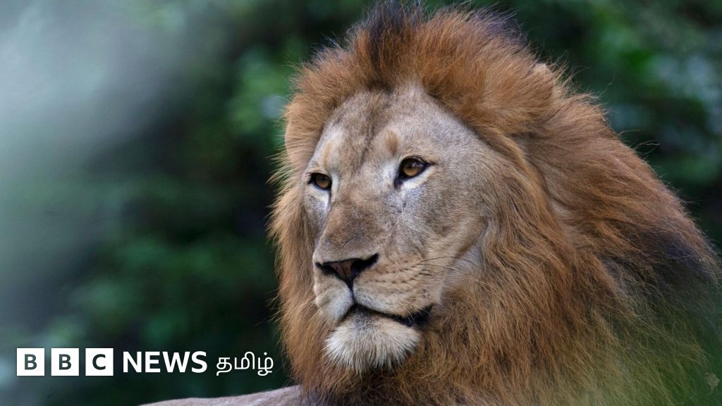 வண்டலூரில் 'மாயமான சிங்கம்': குழு அமைத்து தேடும் அதிகாரிகள்