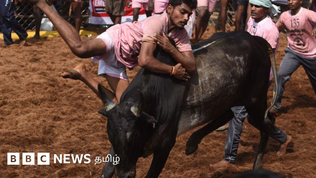 ஜல்லிக்கட்டுக்கு அனுமதி: 