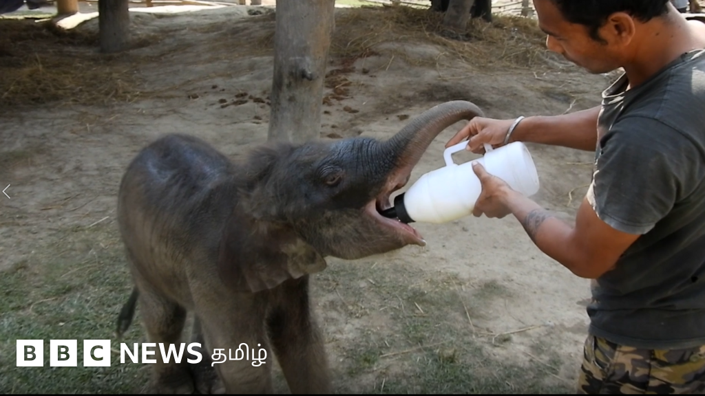 அறுவைச் சிகிச்சை பிரசவத்தில் பிறந்த யானைக்குட்டி (காணொளி)