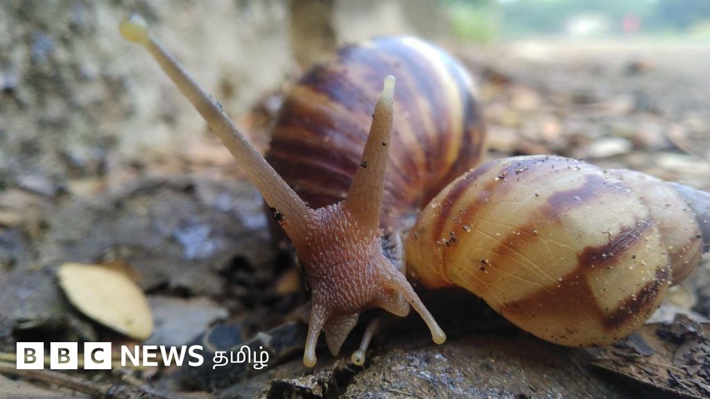 கிழக்கு ஆப்பிரிக்க நத்தை: ஆண்டுக்கு 500 முட்டைகள் இடும் இவை இந்தியாவில் ஊடுருவியது எப்படி? என்ன ஆபத்து?