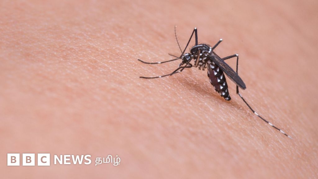குழந்தைகளை அதிகம் தாக்கும் டெங்கு நோய் : மரணத்தை தவிர்க்க பெற்றோர்கள் செய்ய வேண்டியதும் செய்யக் கூடாததும் என்ன?
