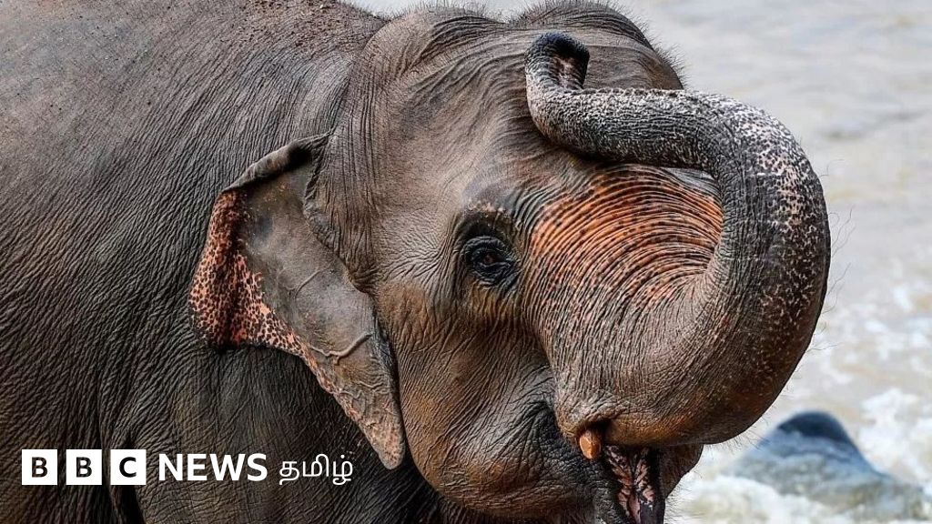 அருகிவரும் உயிரினங்கள் நாள்: கோவை மாவட்டத்தில் ஐந்தரை ஆண்டுகளில் 93 யானைகள் உயிரிழப்பு - ஆர்.டி.ஐயில் வெளியான அதிர்ச்சி தகவல்