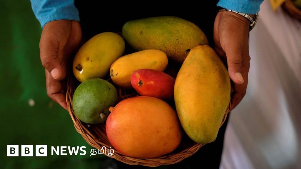 மாம்பழம் நீரிழிவு நோயாளிகள் சாப்பிட உகந்ததா? ஆய்வில் தெரியவந்த அறிவியல் உண்மை