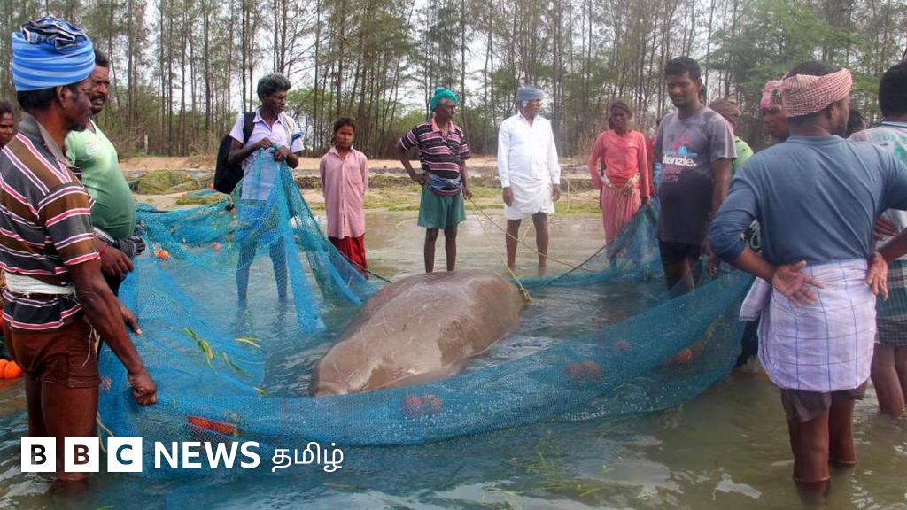 மீனவர் வலைகளில் சிக்கும் திமிங்கலம் போன்ற ஆழ்கடல் உயிரினம்: ராமேஸ்வரம் கடலுக்கு என்ன ஆச்சு?