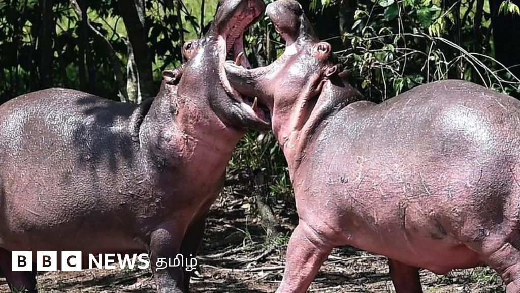 கோக்கைன் நீர் யானைகள் என்றால் என்ன? அவற்றுக்கு ஏன் கருத்தடை செய்கிறார்கள்?