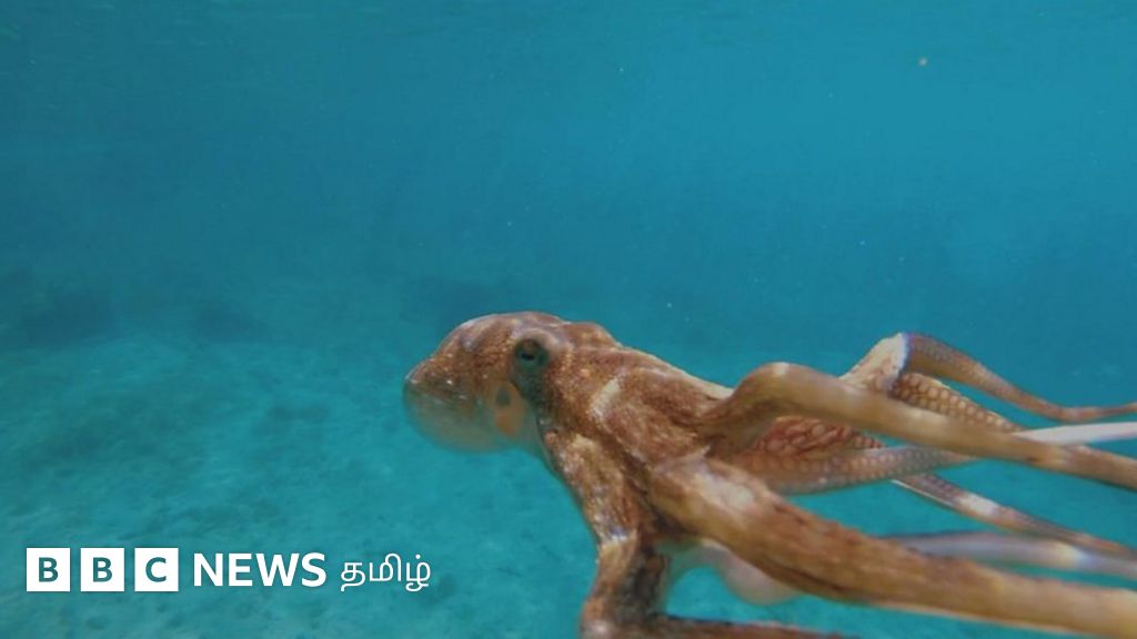 ஆக்டோபஸ்கள் செய்யும் குறும்புகள் தெரியுமா? கையெல்லாம் மூளை உள்ள இவை என்ன செய்யும்?