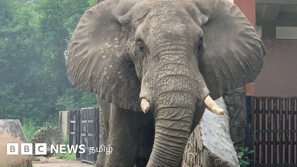 ஆப்ரிக்க யானை தாயகம் திரும்ப 16 வயது சிறுமி நடத்தும் சட்டப்போராட்டம்