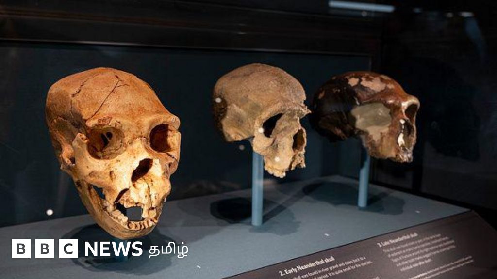 டெனிசோவன்: பூமியில் வாழ்ந்து அழிந்த மனித இனத்தின் மரபணுவில் புதைந்துள்ள ரகசியம்