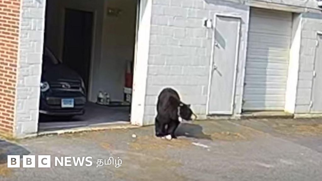 பேக்கரிக்குள் புகுந்து கேக்குகளை திருடிய கரடி