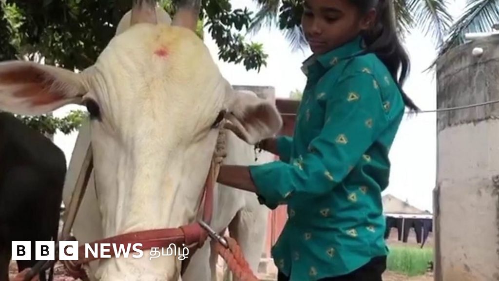 தனியொரு மாணவி காளையை  அடக்கியது எப்படி? வைரலாகும் காணொளி