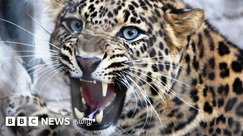 தமிழ்நாட்டில் தொடரும் மனித - விலங்கு மோதல்: சிறுத்தைகளை கண்டால் என்ன செய்ய வேண்டும்?