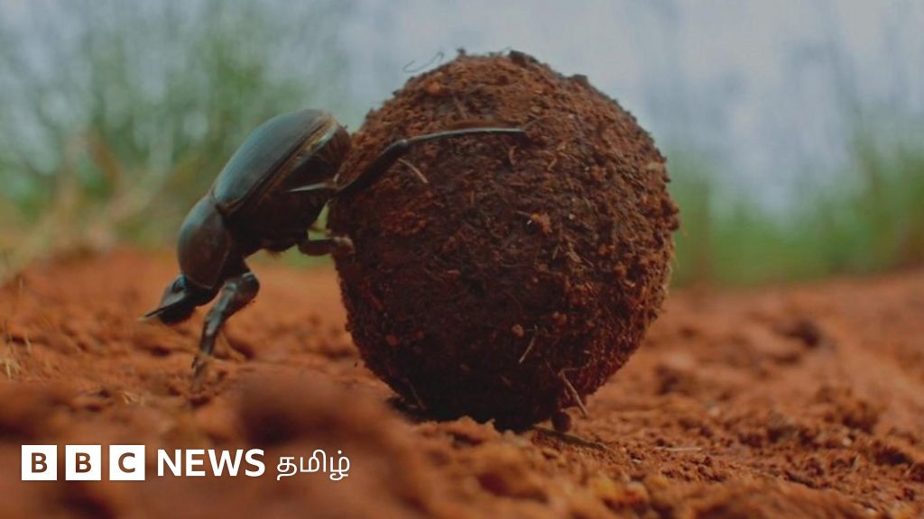 சாண வண்டுகள் பற்றிய சுவாரசிய தகவல்கள்