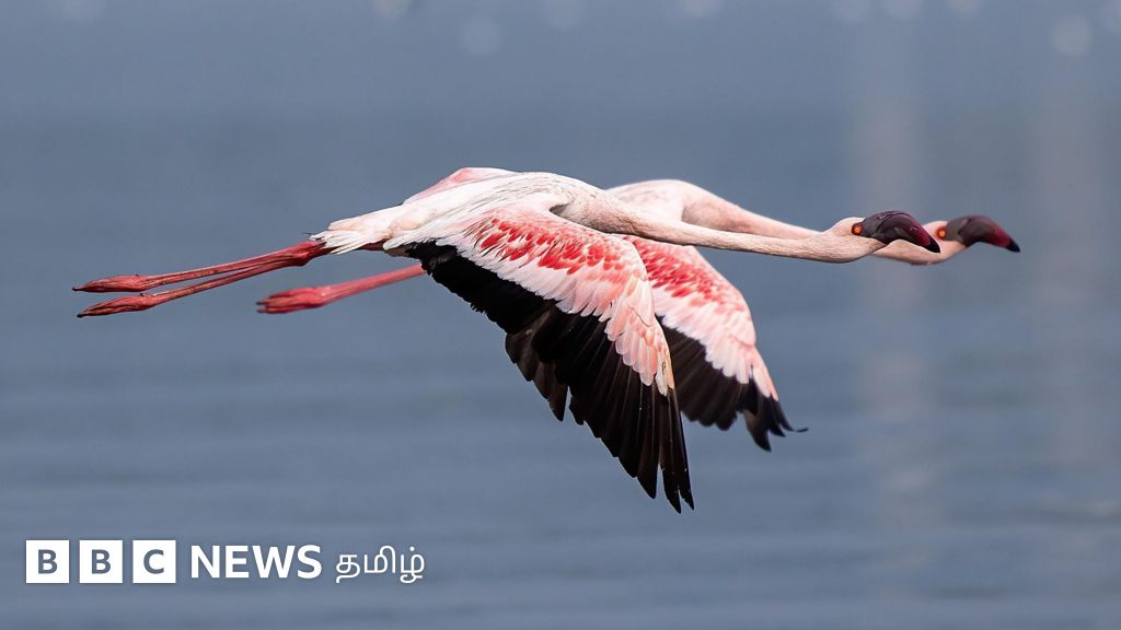 மும்பை: பறக்கும் விமானத்தில் திடீரென மோதிய 30க்கும் மேற்பட்ட பூநாரைகள் - ஏன்?