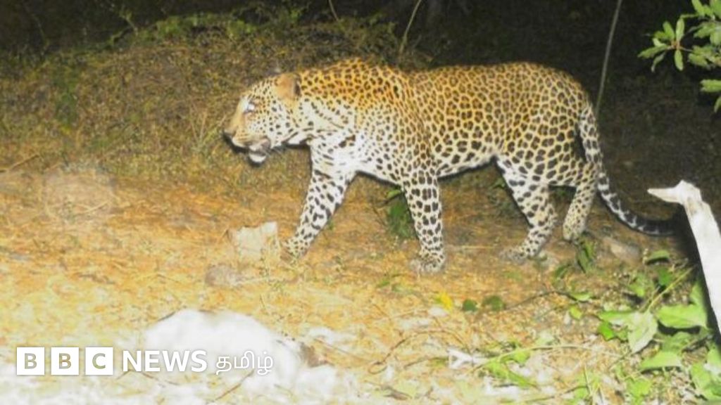 அடர்ந்த காடுகளே இல்லாத மயிலாடுதுறைக்கு சிறுத்தை வந்தது எப்படி? எங்கே போனது?