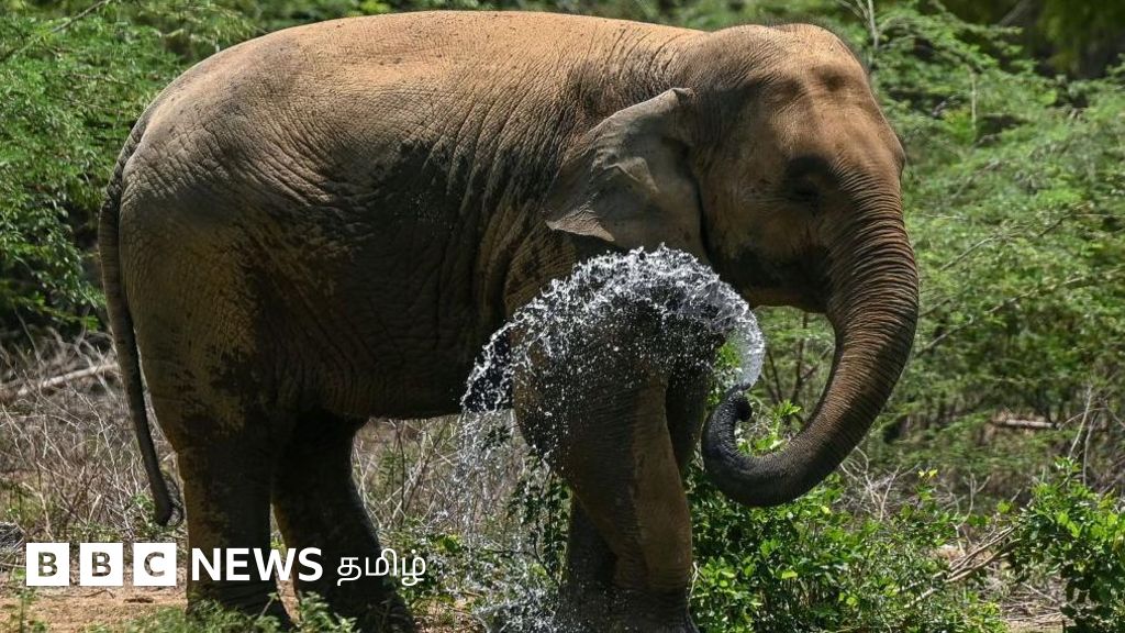 கோவை: அறுவை சிகிச்சை வசதியுடன் வன விலங்கு இடமாற்றம் மற்றும் சிகிச்சை மையம் அமைக்கப்பட்டது ஏன்?