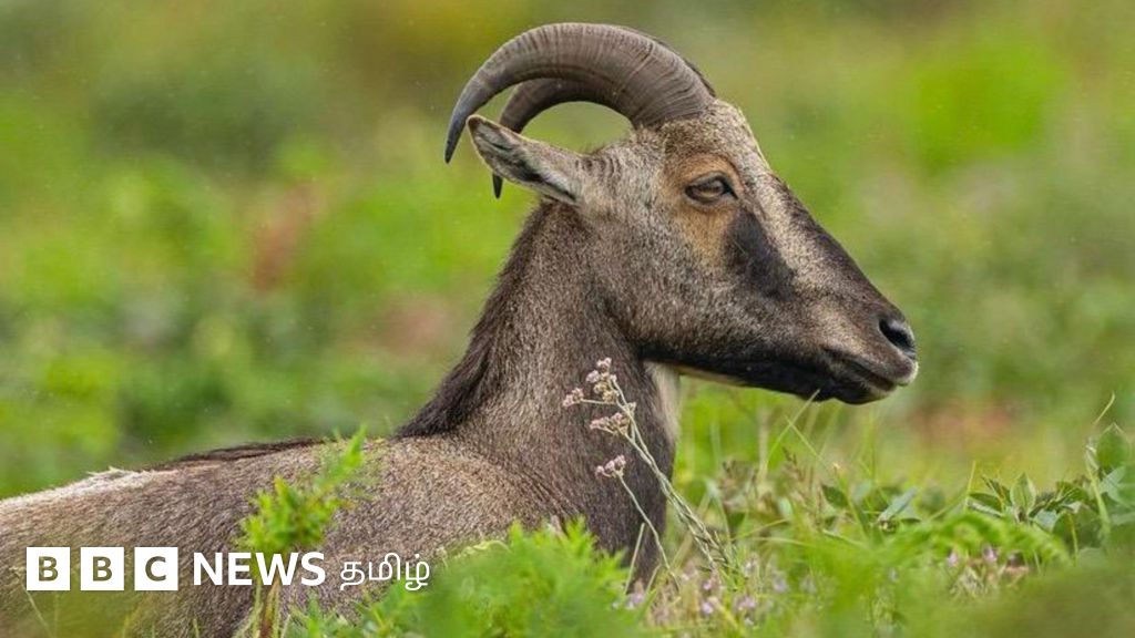 நீலகிரி வரையாடு: 70 லட்சம் ஆண்டுகளுக்கு முன் உருவான இந்த விலங்கை பாதுகாக்க தமிழ்நாடு அரசு முயற்சிப்பது ஏன்?