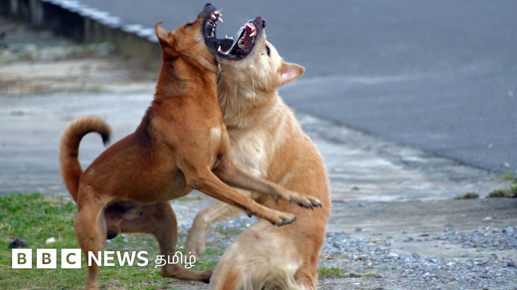 தெருநாய் பிரச்னைக்காக முதலமைச்சர் நடத்திய கூட்டம் - நாய்களுக்கு காப்பகம் அமைத்தால் தீர்வு கிடைக்குமா?