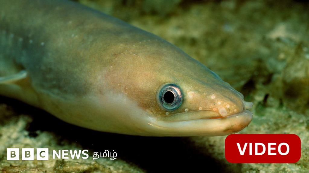7,000 கி.மீ. பயணித்து பிறந்த இடத்திலேயே மரணிக்கும் மீன் - என்ன செய்கிறது? 