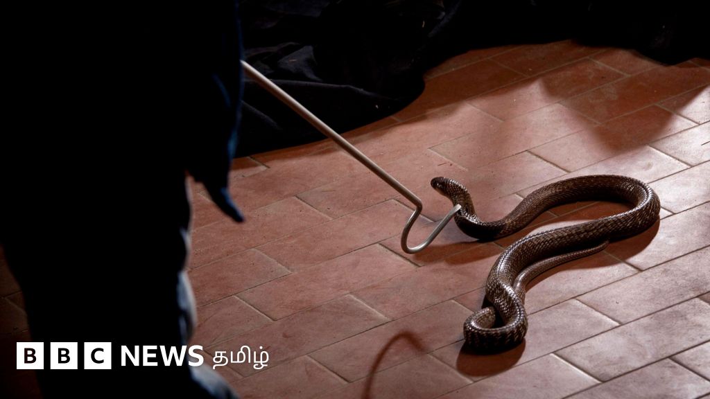 தமிழ்நாட்டில் வீட்டிற்குள் நுழையும் பாம்புகளை பிடிக்க புதிய செயலி அறிமுகம் - எவ்வாறு செயல்படும்? 