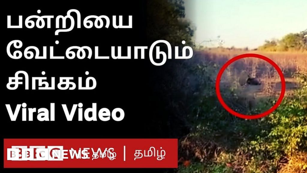 அலறல் சத்தம்; காட்டுப் பன்றியை வேட்டையாடிய சிங்கம்