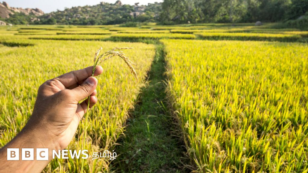 இயற்கை வேளாண்மை: பாரம்பரிய நெல் சாகுபடி செய்வது உண்மையாகவே லாபகரமானதா? கள நிலவரம் என்ன?