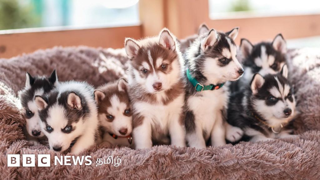 தமிழ்நாடு அரசு 9 ரக நாய்களை  இனப்பெருக்கம் செய்வதற்கு தடை விதிக்க திட்டமிடுவது ஏன்?