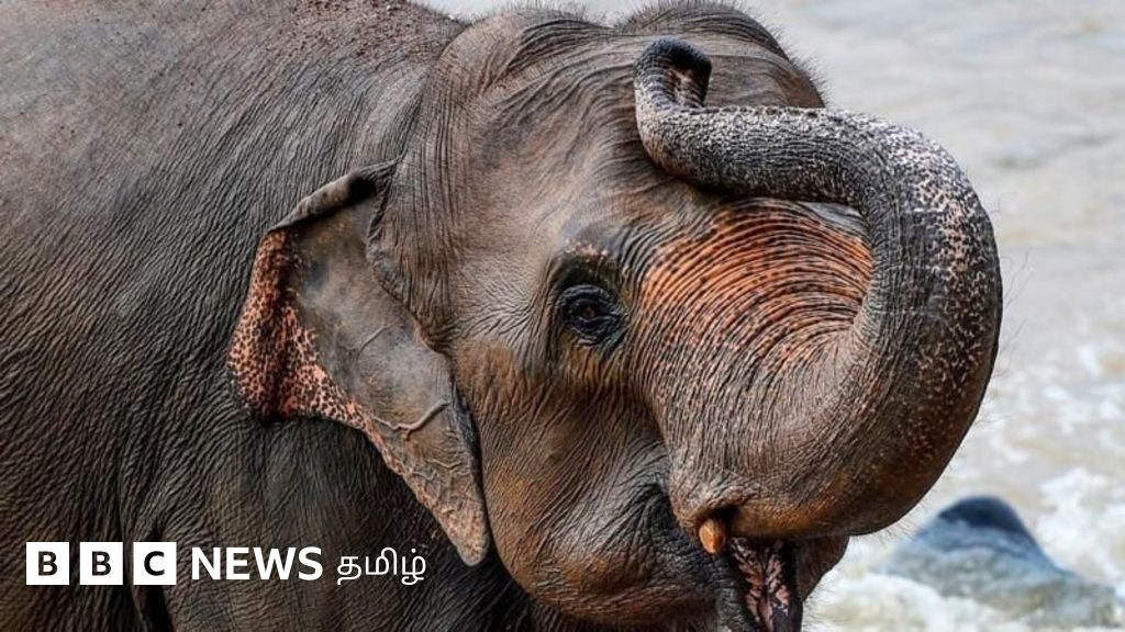 காட்டு யானைகள் ஊருக்குள் நுழைய என்ன காரணம்? தமிழக வனத்துறை அறிக்கையும் நிபுணர்கள் பார்வையும்